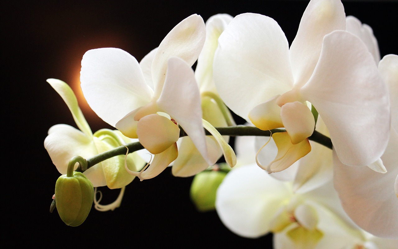 Orchidėjos, Gėlės, Gėlė, Augalas, Kambariniai Augalai, Tauriųjų Gėlių, Balta, Orchidaceae, Orchidėjų Šiltnamiai, Budas