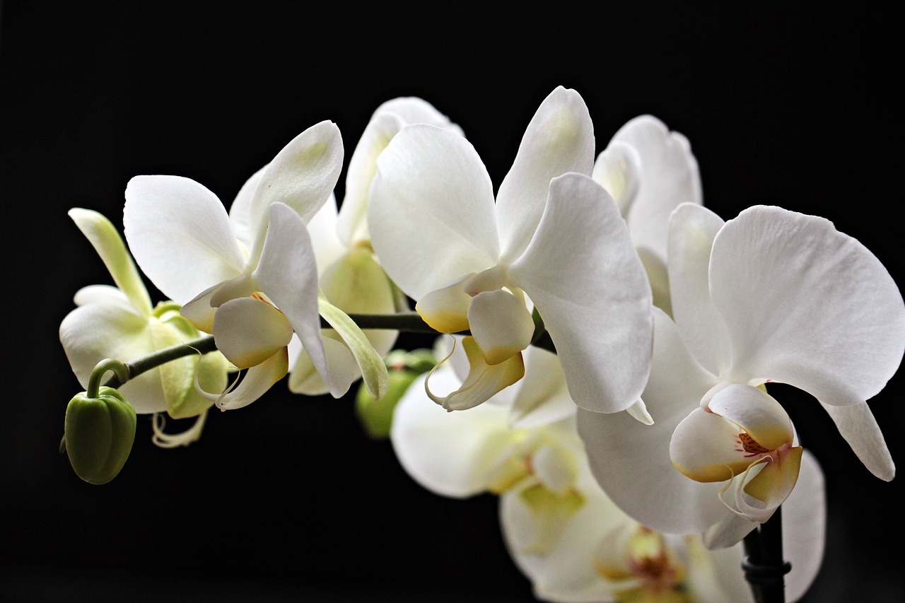 Orchidėjos, Gėlės, Gėlė, Augalas, Kambariniai Augalai, Tauriųjų Gėlių, Balta, Orchidaceae, Orchidėjų Šiltnamiai, Budas
