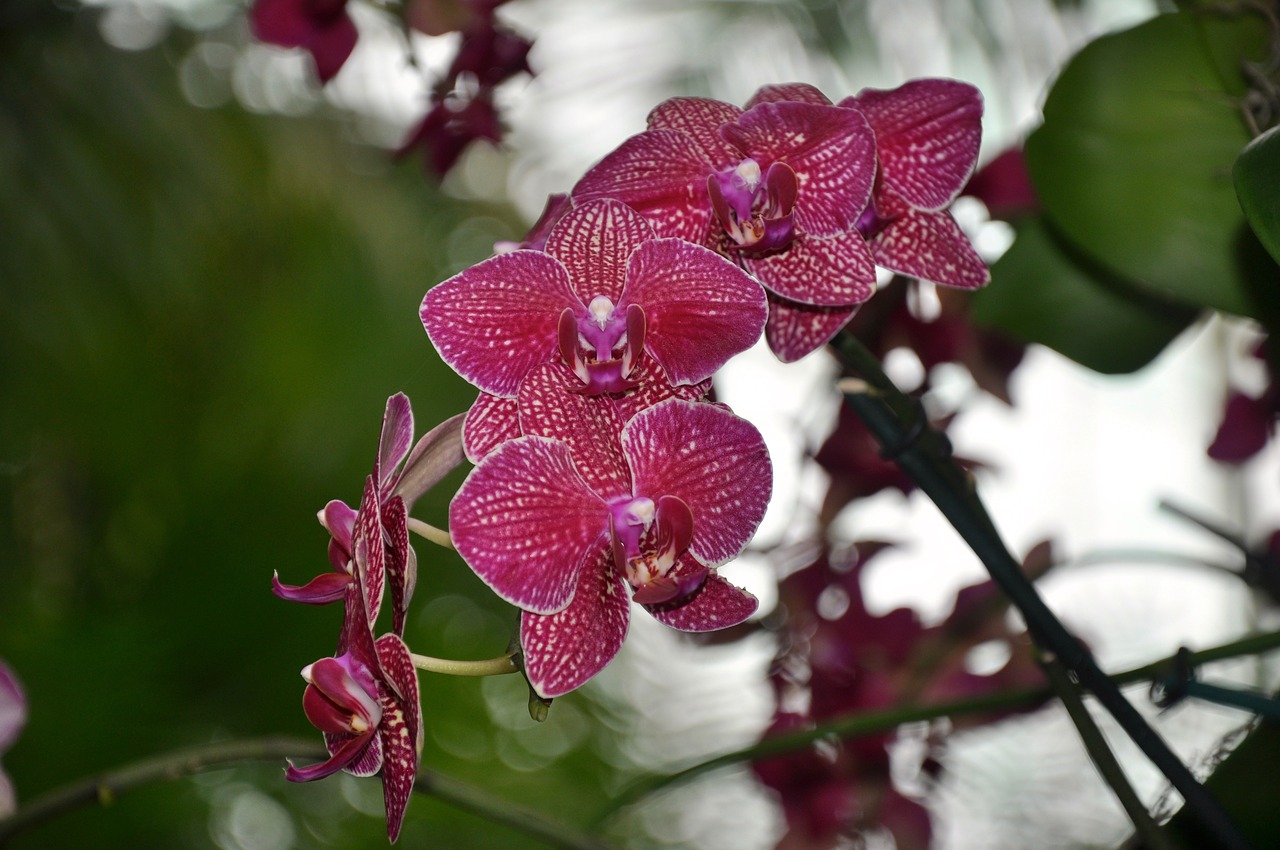 Orchidėjos, Gėlės, Ny Botanikos Sodai, Gamta, Nemokamos Nuotraukos,  Nemokama Licenzija