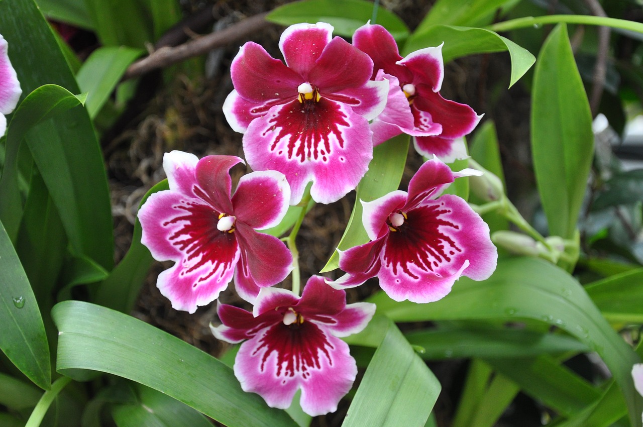 Orchidėjos, Gėlės, Ny Botanikos Sodai, Gamta, Nemokamos Nuotraukos,  Nemokama Licenzija