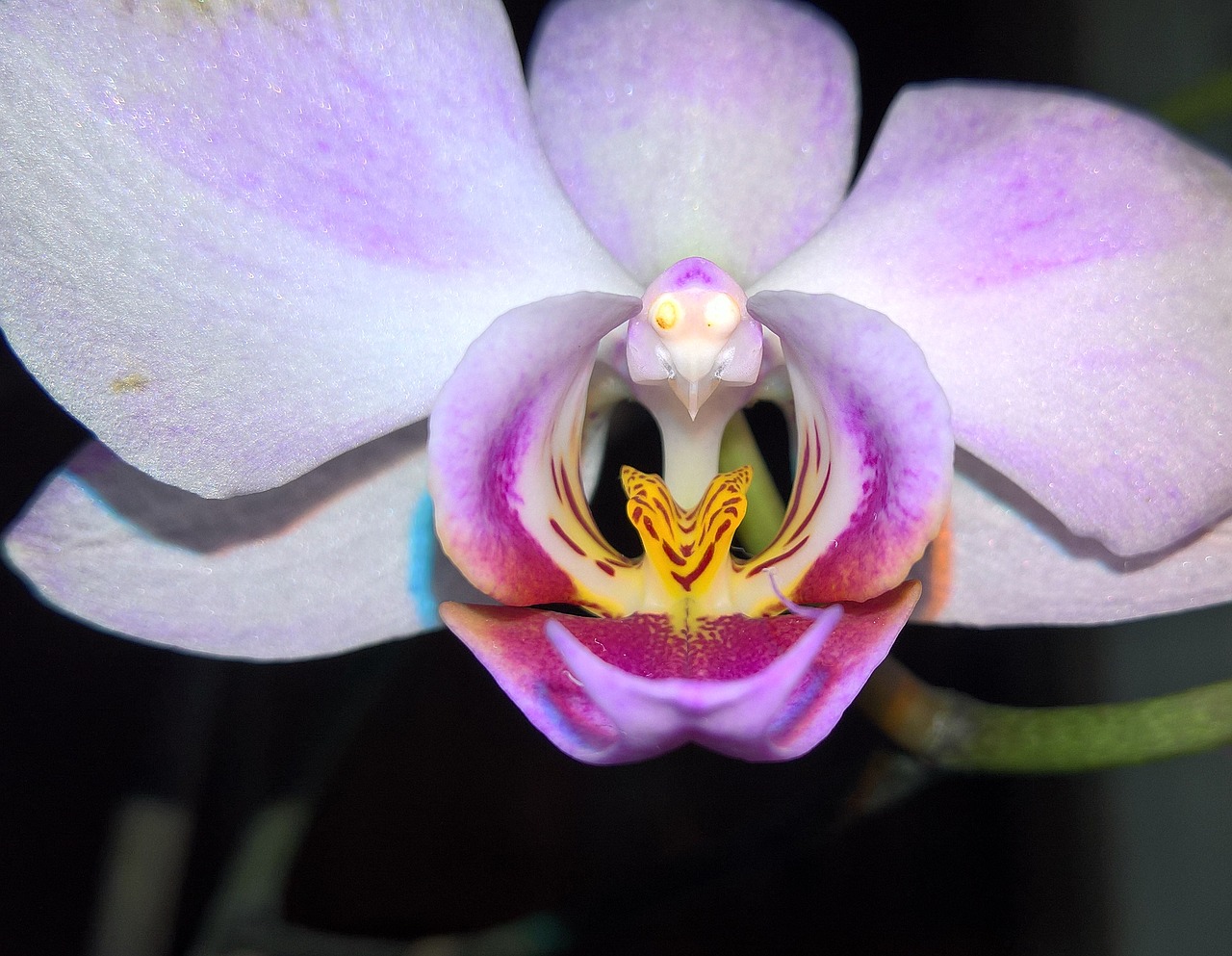 Orchidėjos, Gėlės, Labai Ilgas Gyvenimas, Nemokamos Nuotraukos,  Nemokama Licenzija