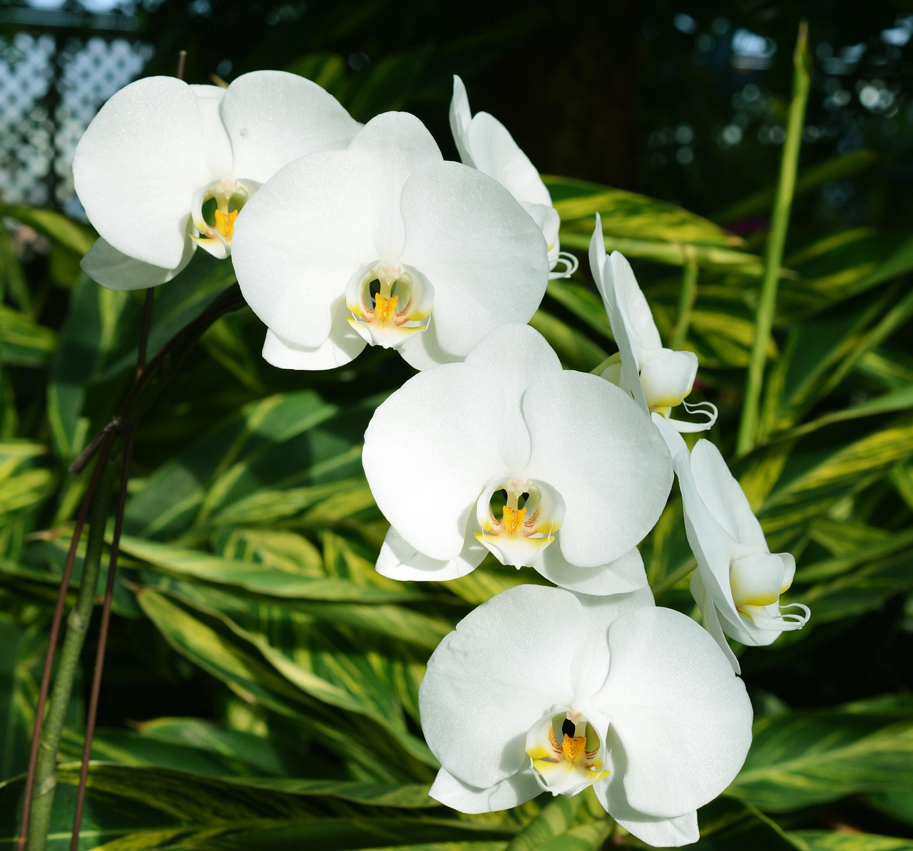 Orchidėjos, Balta, Gėlės, Botanika, Gamta, Augalas, Žiedas, Flora, Vasara, Sodas
