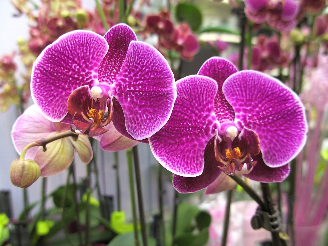 Orchidėjos, Violetinė, Žiedas, Žydėti, Gėlė, Spalvinga, Gražus, Augalas, Violetinė, Nemokamos Nuotraukos