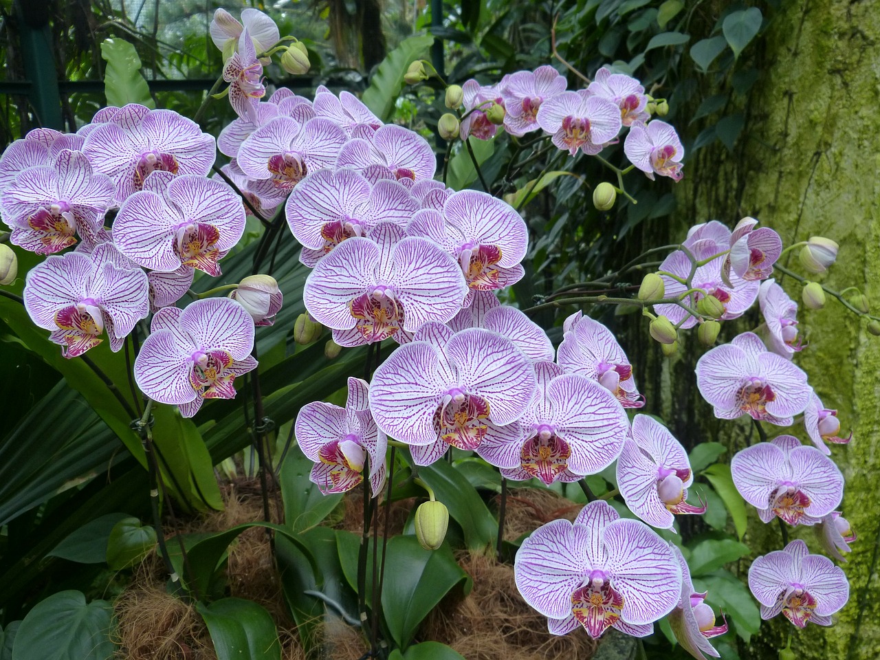 Orchidėjos, Singapūras, Parkas, Botanikos Sodas, Gėlė, Žiedas, Žydėti, Flora, Augalas, Gamta