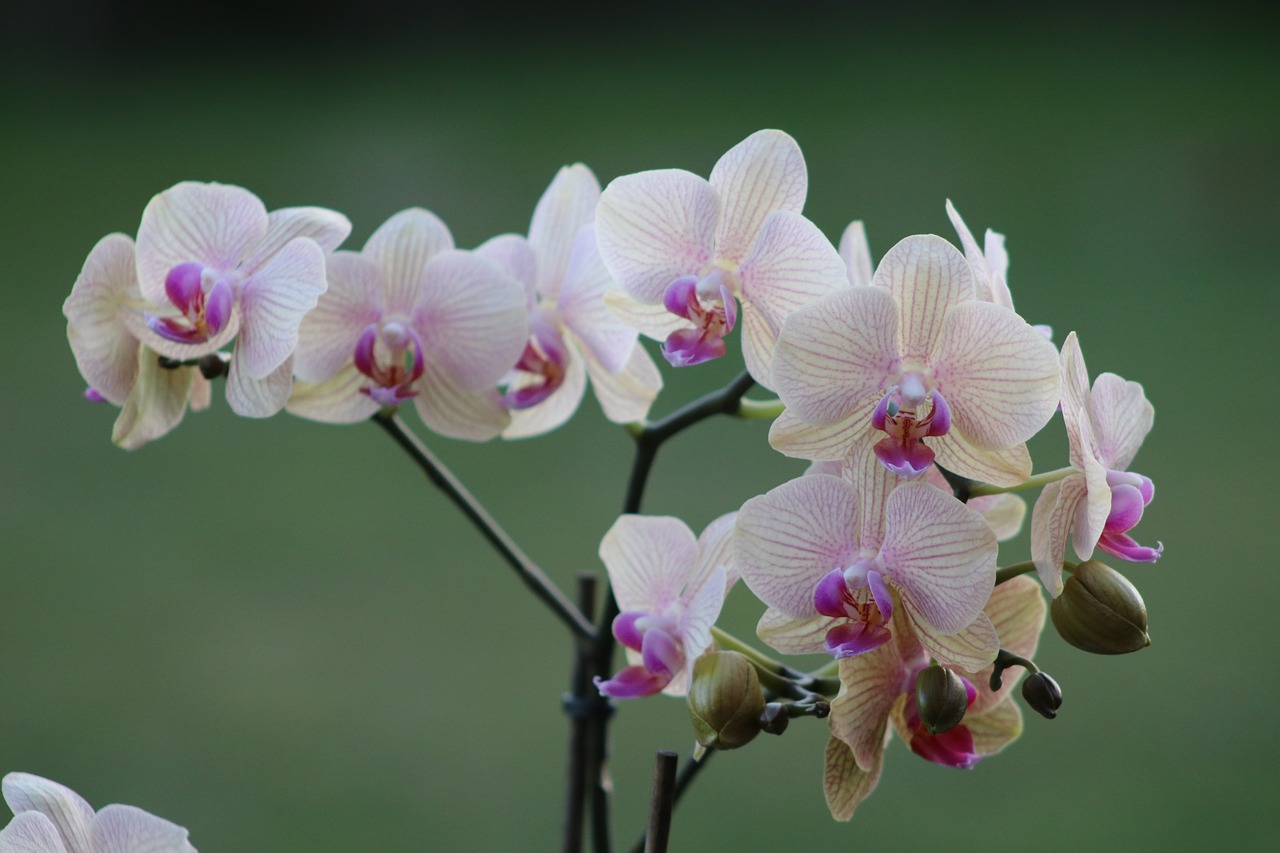Orchidėjos, Gėlė, Gamta, Gėlės, Nemokamos Nuotraukos,  Nemokama Licenzija