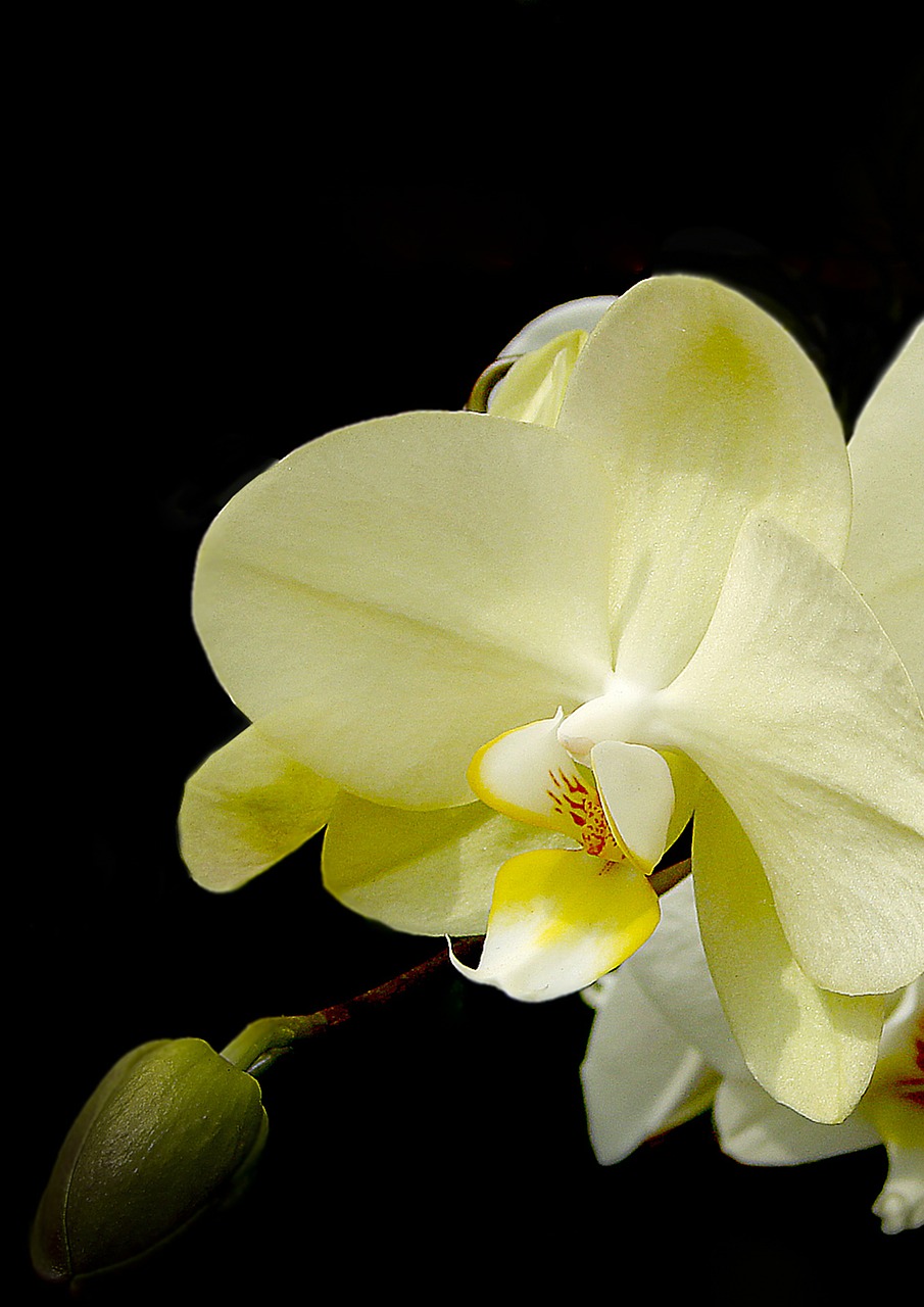 Orchidėjos, Žiedas, Žydėti, Gėlė, Orchidėja, Balta, Augalas, Nemokamos Nuotraukos,  Nemokama Licenzija