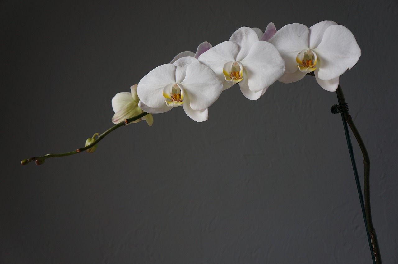 Orchidėjos, Puodeliai, Balta, Nemokamos Nuotraukos,  Nemokama Licenzija