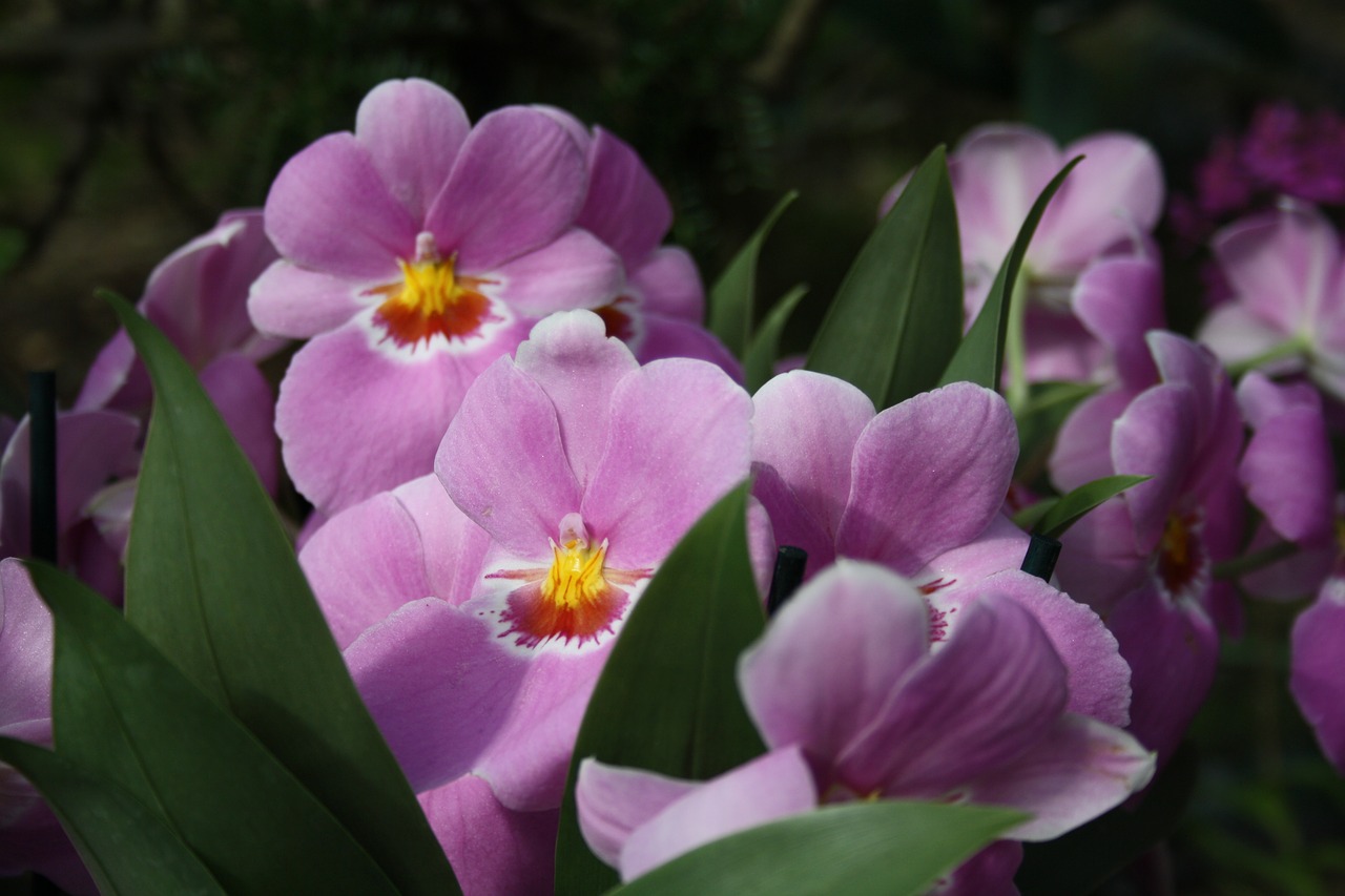 Orchidėjos, Orchidėja, Tropinės Gėlės, Flora, Gėlių, Alyvmedžių Gėlės, Nemokamos Nuotraukos,  Nemokama Licenzija