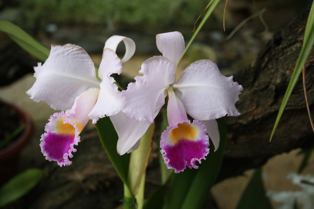 Orchidėjos, Tropinės Gėlės, Baltos Violetinės Gėlės, Flora, Gėlių, Džiunglės, Nemokamos Nuotraukos,  Nemokama Licenzija