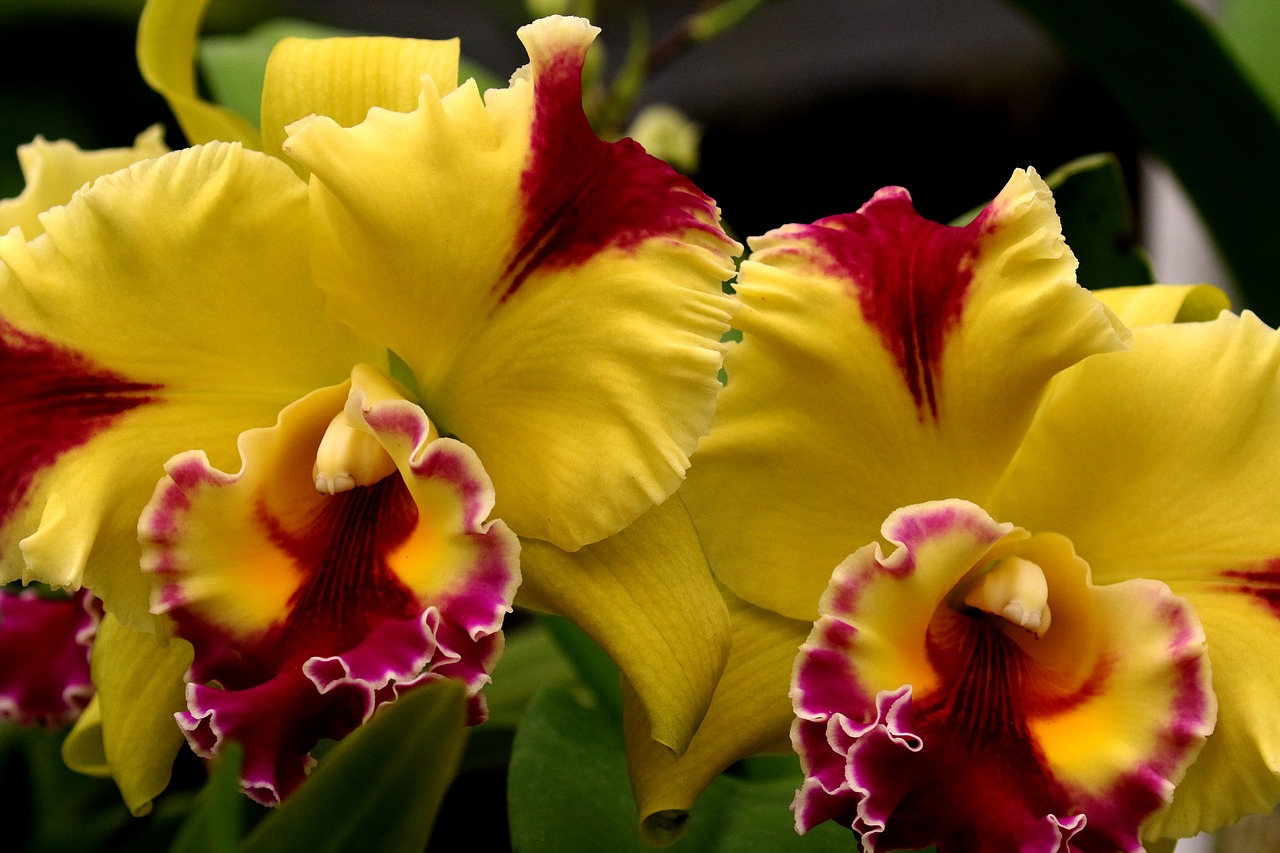 Orchidėjos, Geltona, Fuksija, Gėlė, Žiedas, Gėlių, Botanika, Žydėti, Gamta, Botanikos