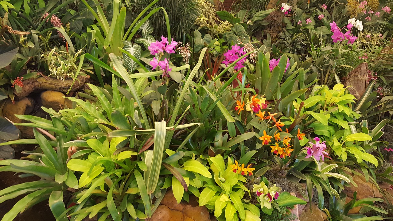 Orchidėjos, Gėlė, Botanikos Sodas, Gėlių, Žydėti, Gamta, Atogrąžų, Botanika, Sodas, Rožinis