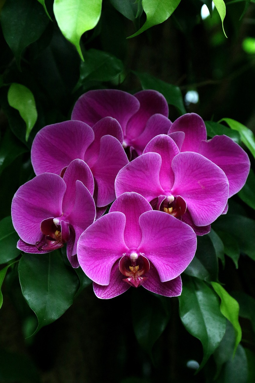 Orchidėjos, Fuksija, Gėlė, Violetinė, Gamta, Phalaenopsis, Filialas, Botanika, Žiedas, Raudona