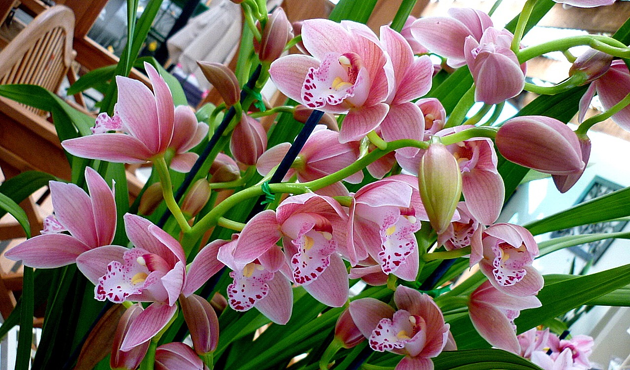 Orchidėjos, Gėlės, Flora, Gamta, Nemokamos Nuotraukos,  Nemokama Licenzija