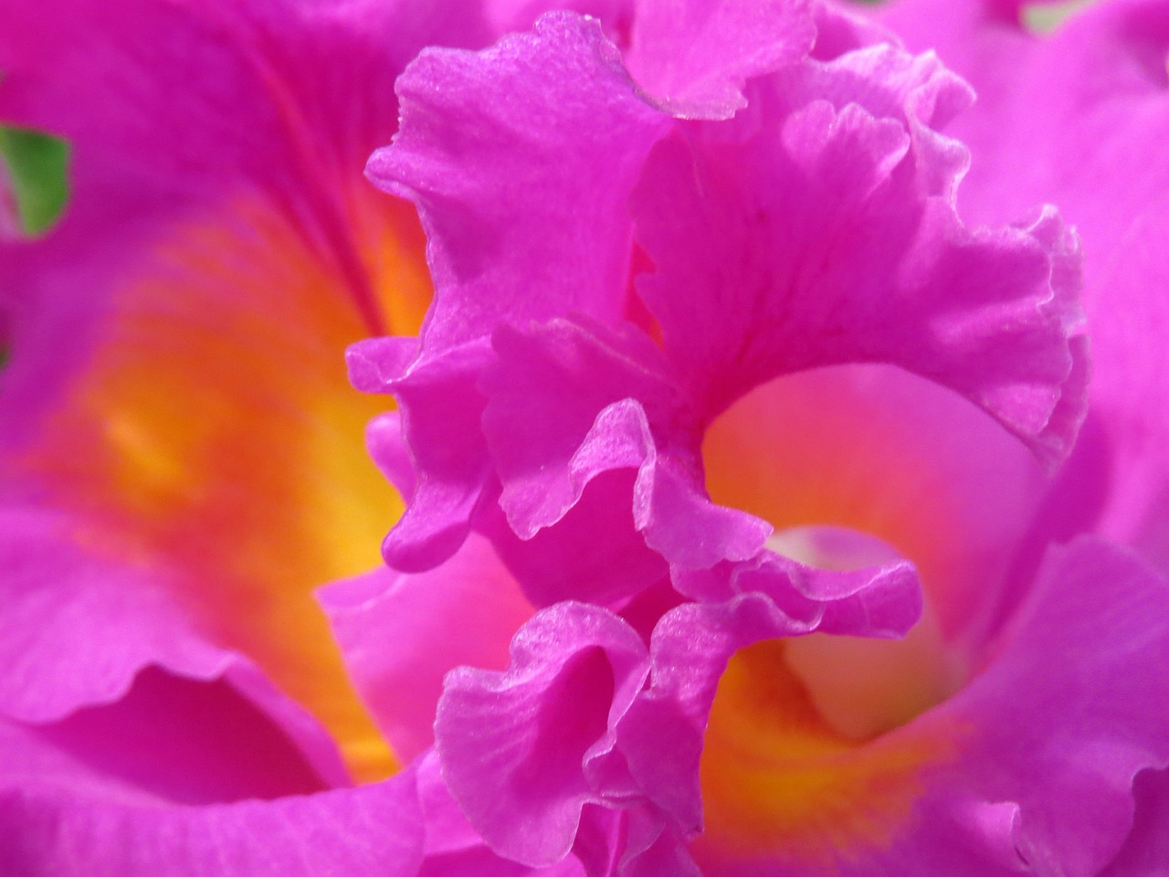 Orchidėjos, Gėlės, Rožinis, Violetinė, Žiedlapiai, Tezės, Gėlių, Modeliai, Žydi, Žydi