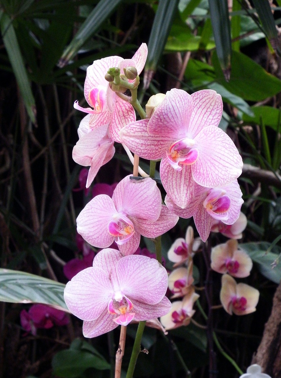 Orchidėjos, Gėlės, Spalvinga, Spalva, Violetinė, Nemokamos Nuotraukos,  Nemokama Licenzija
