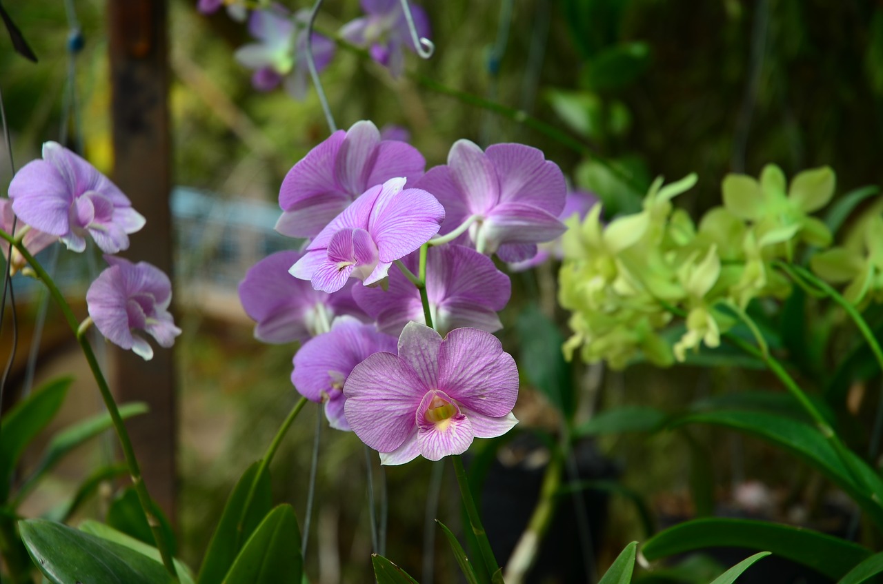 Orchidėjos, Violetinė, Spalva, Žalias, Natūralus, Gėlė, Augalas, Peizažas, Pavasario Gėlės, Nemokamos Nuotraukos
