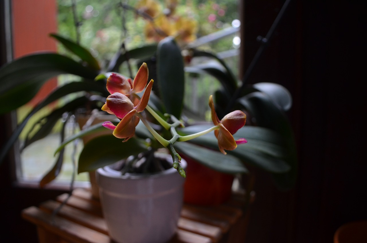 Orchidėjos, Augalas, Žiedas, Žydėti, Nemokamos Nuotraukos,  Nemokama Licenzija