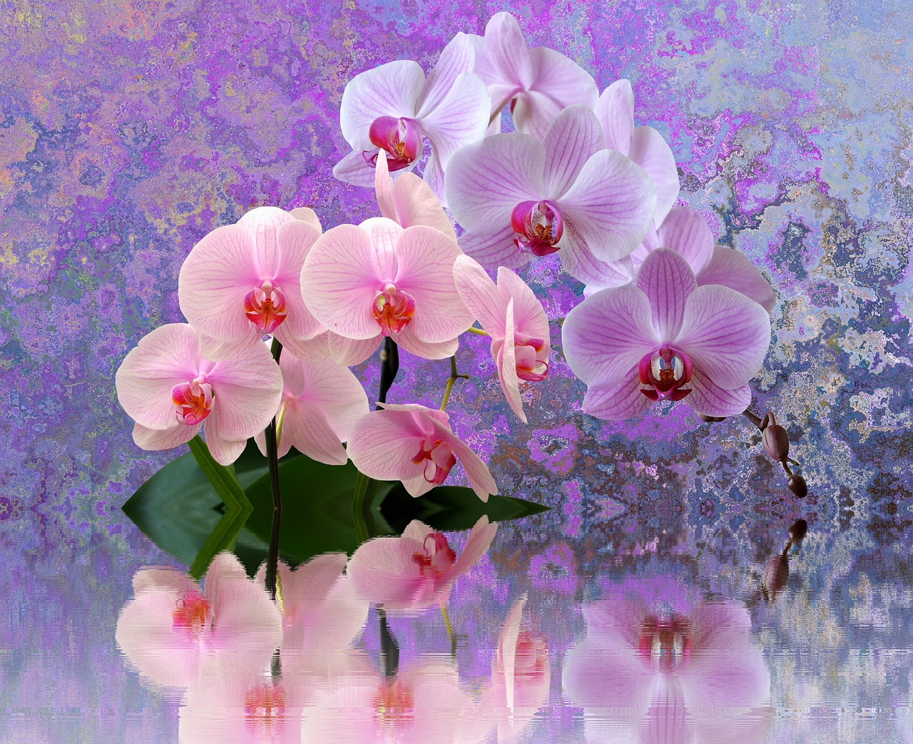 Orchidėjos, Gėlės, Orchideenblüte, Atogrąžų, Gėlė, Gamta, Augalas, Violetinė, Rožinis, Violetinė