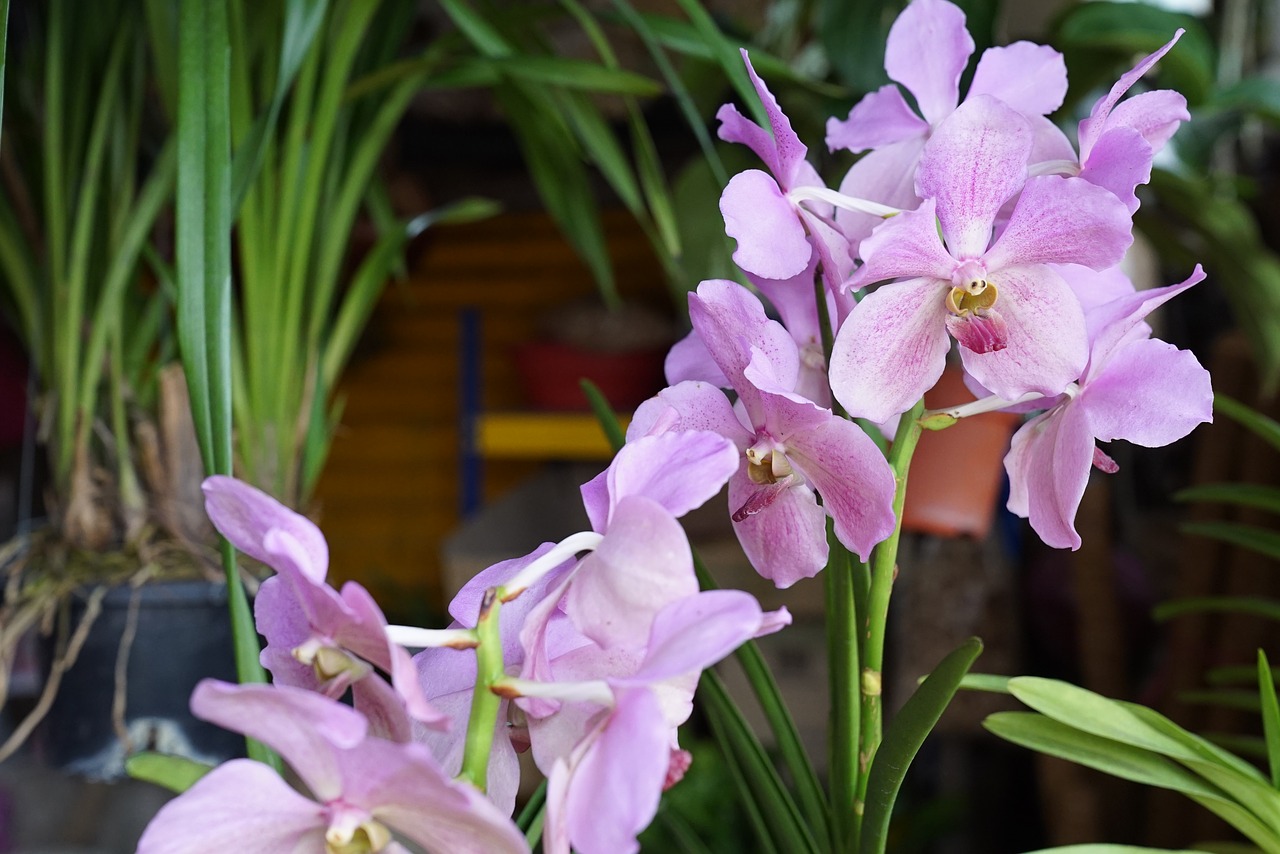 Orchidėjos, Atogrąžų, Gėlių, Egzotiškas, Malaizija, Gamta, Nemokamos Nuotraukos,  Nemokama Licenzija