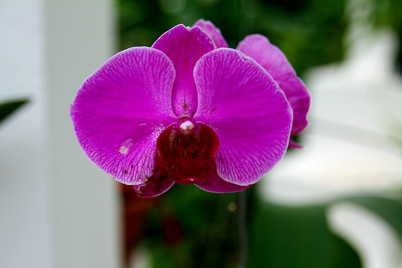 Orchidėjos, Violetinė, Gėlės, Žiedai, Makro, Violetinė, Žiedlapiai, Žydi, Žydi, Iš Arti