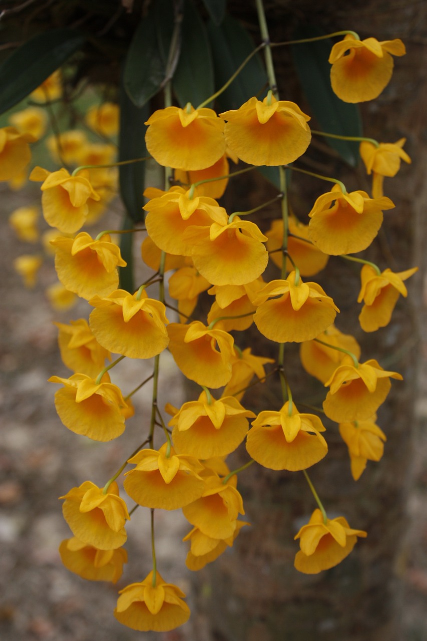 Orchidėjos, Orchidėja, Dec, Tailandas, Gėlė, Gamta, Geltonos Gėlės, Nemokamos Nuotraukos,  Nemokama Licenzija