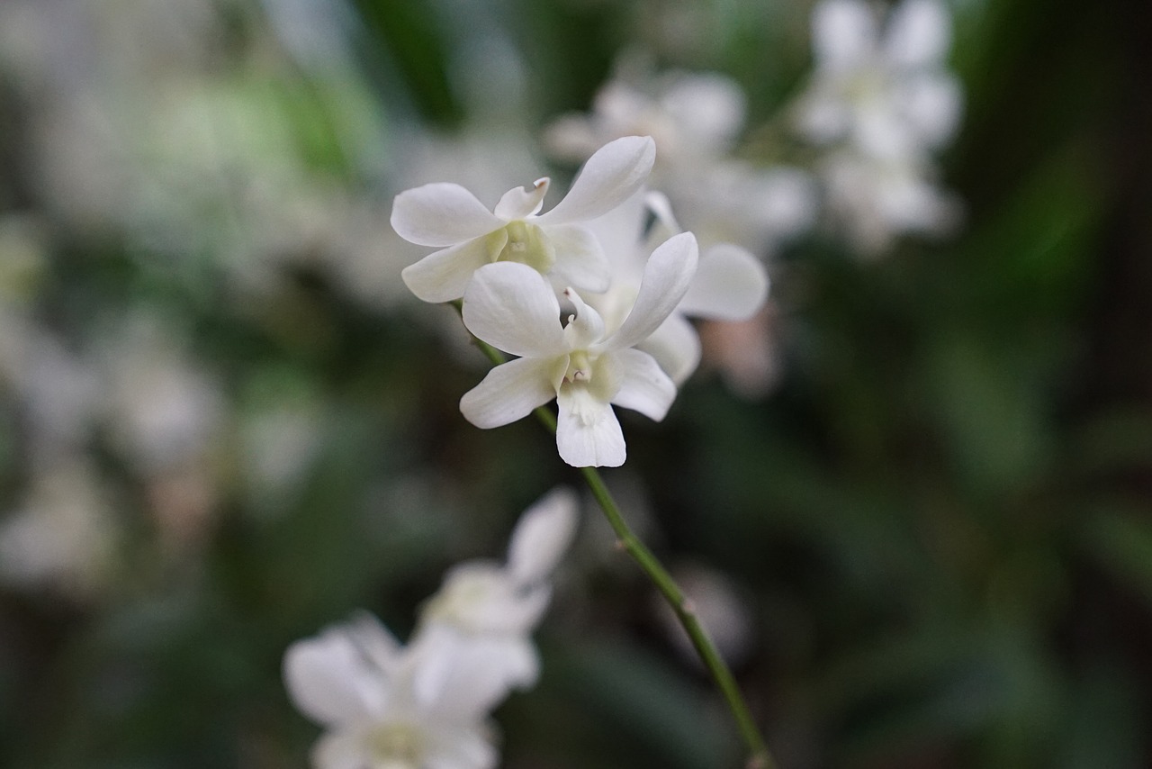 Orchidėjos, Atogrąžų, Gėlių, Egzotiškas, Malaizija, Gamta, Nemokamos Nuotraukos,  Nemokama Licenzija