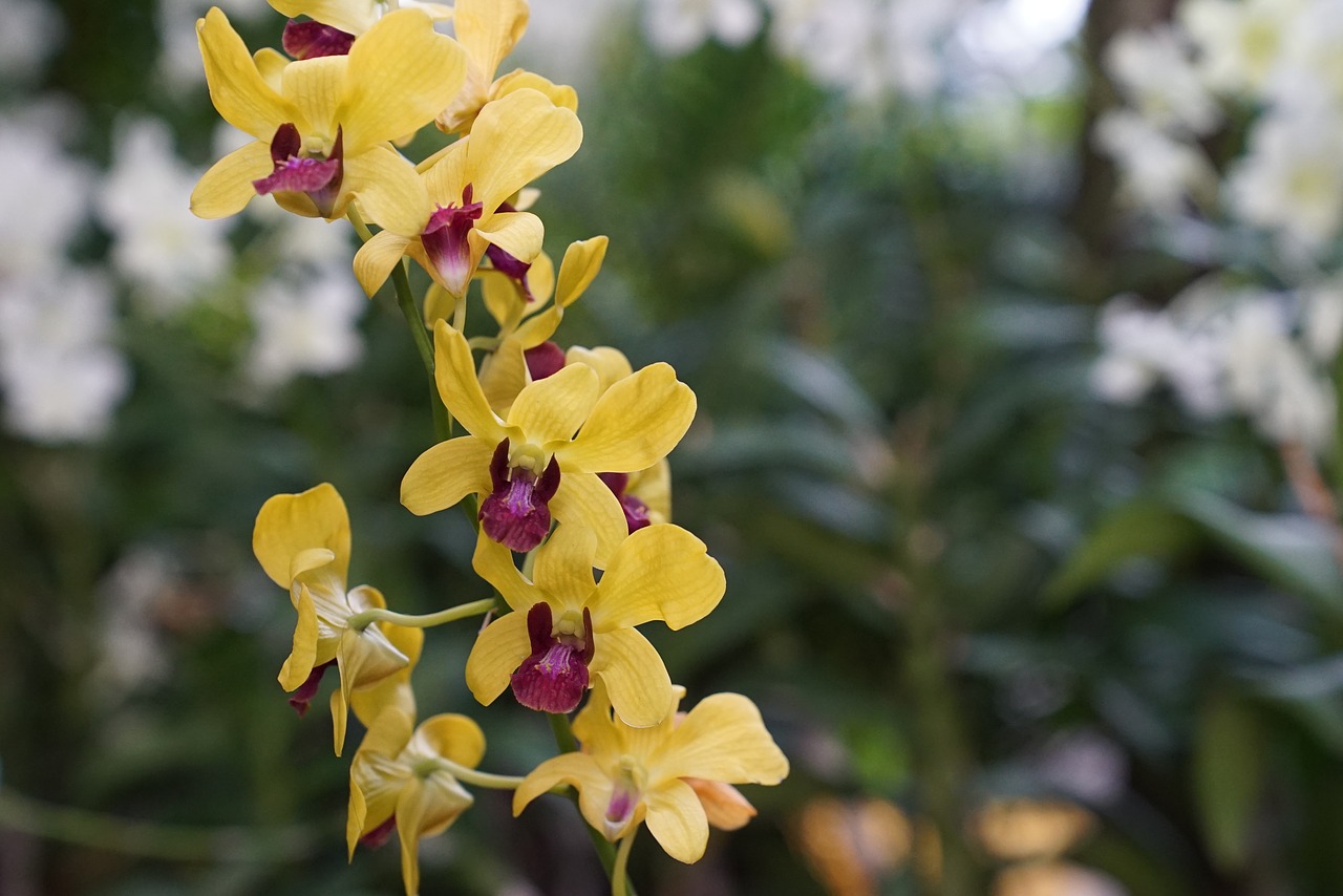 Orchidėjos, Atogrąžų, Gėlių, Egzotiškas, Malaizija, Gamta, Nemokamos Nuotraukos,  Nemokama Licenzija