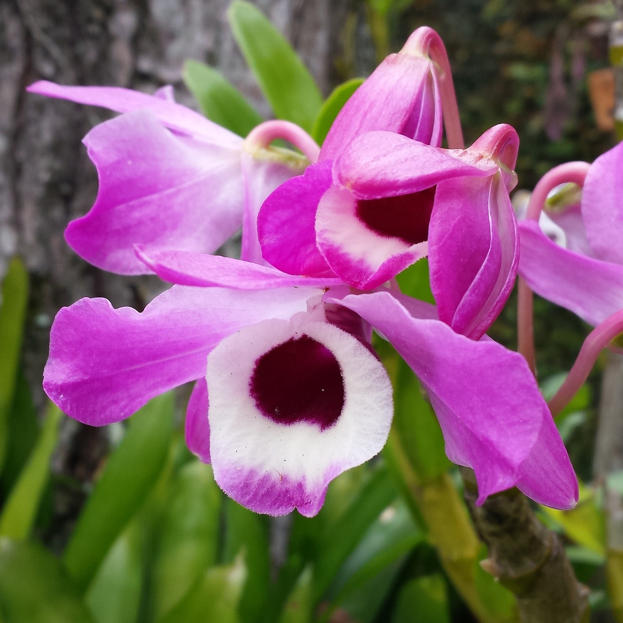 Orchidėjos, Gamta, Sodai, Pavasaris, Nemokamos Nuotraukos,  Nemokama Licenzija