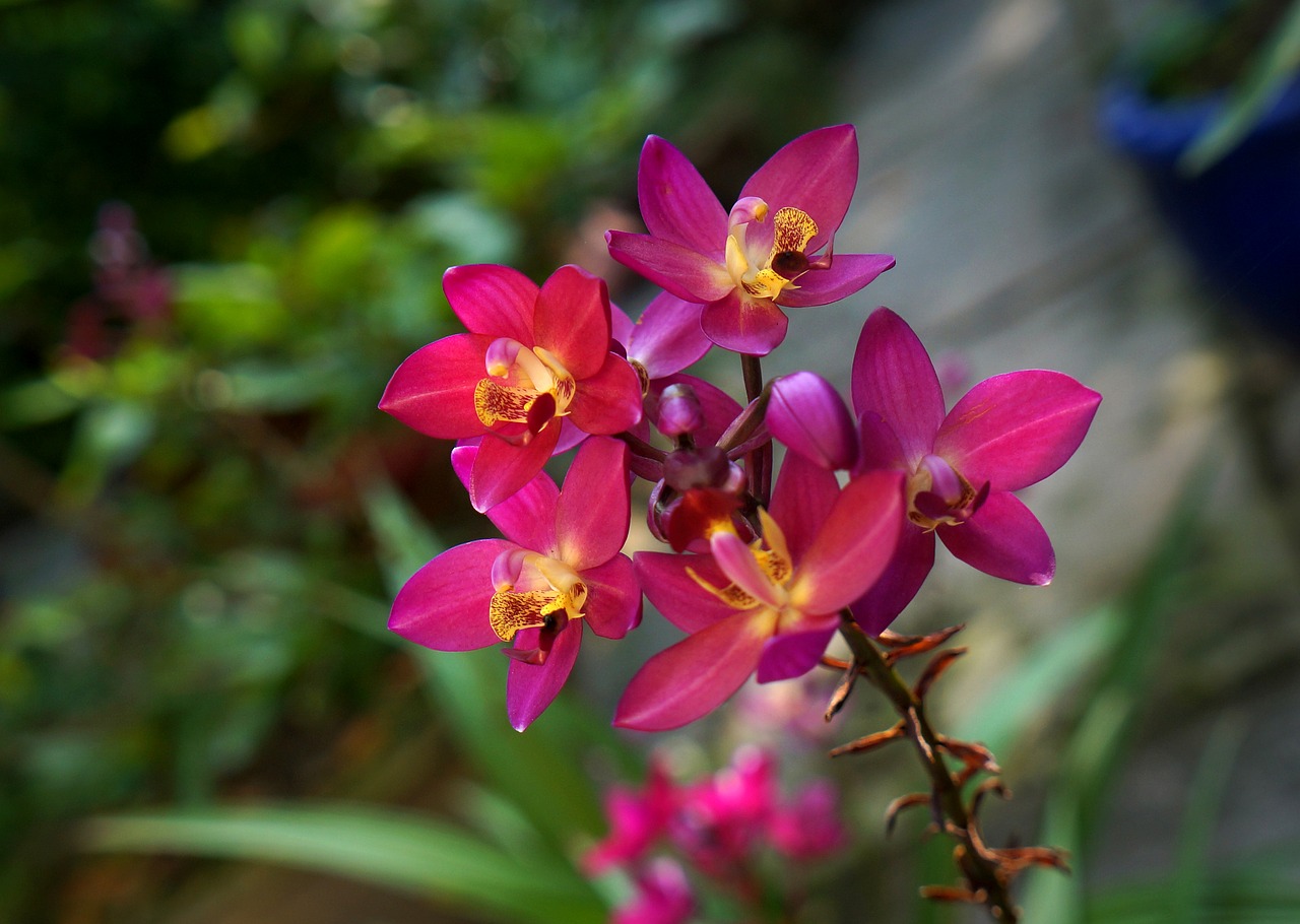 Orchidėjos, Violetinė Orchidėjų Rožinė, Orchidėjų Kekės, Nemokamos Nuotraukos,  Nemokama Licenzija