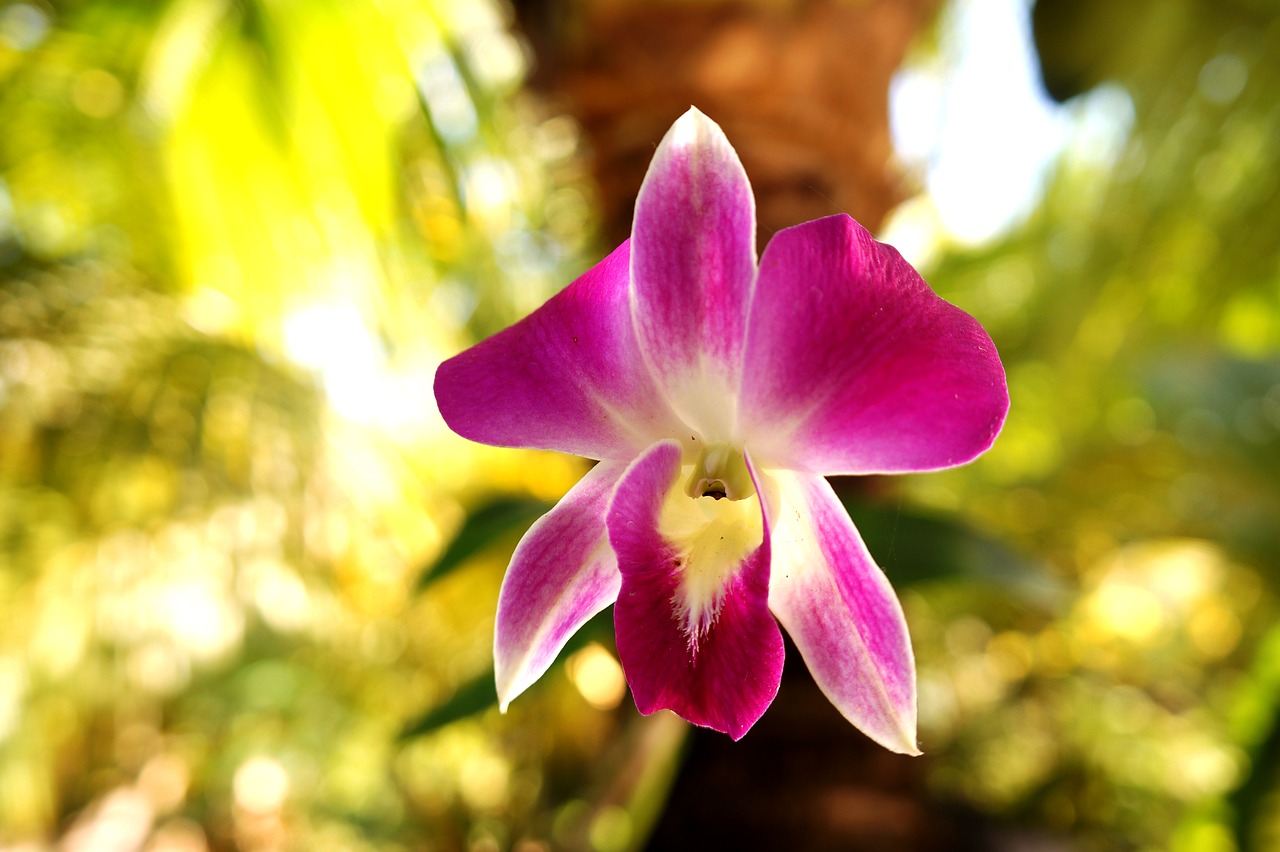 Orchidėjos, Vienišas, Purpurinės Gėlės, Nemokamos Nuotraukos,  Nemokama Licenzija