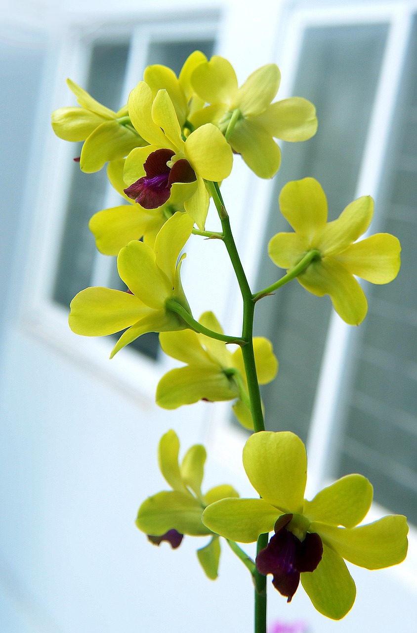 Orchidėjos, Spiglys, Geltona, Pistilio Violetinė, Nemokamos Nuotraukos,  Nemokama Licenzija