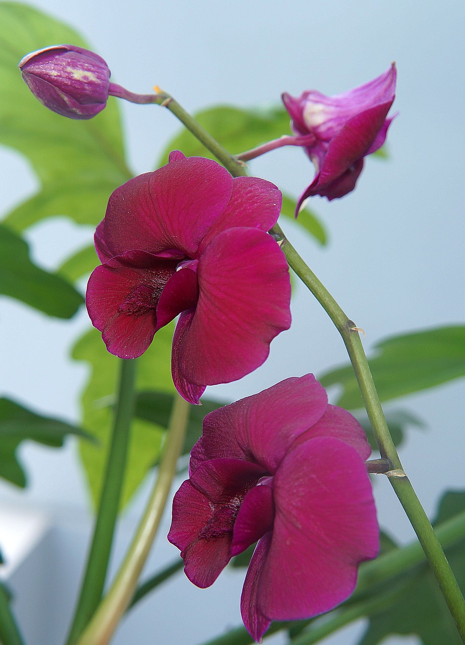 Orchidėjos, Violetinė Orchidėja, Natūralus, Nemokamos Nuotraukos,  Nemokama Licenzija