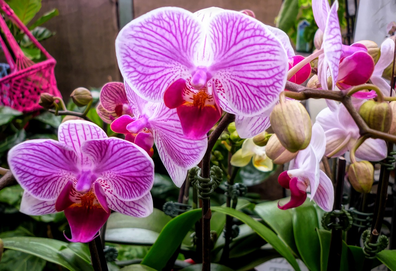 Orchidėjos, Flora, Rožinis, Gėlės, Nemokamos Nuotraukos,  Nemokama Licenzija
