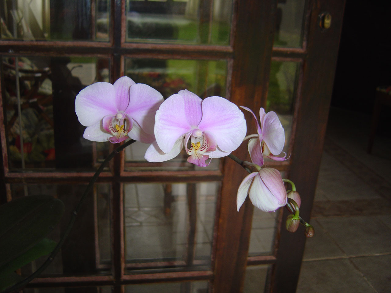 Orchidėja,  Orchidėjos,  Orchidėjos, Nemokamos Nuotraukos,  Nemokama Licenzija