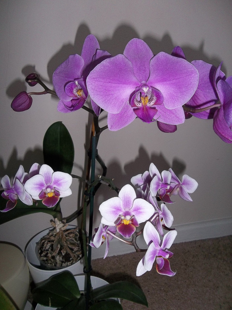 Orchidėjos,  Gėlė,  Flora,  Atogrąžų,  Žiedlapis,  Gamta,  Be Honoraro Mokesčio, Nemokamos Nuotraukos,  Nemokama Licenzija