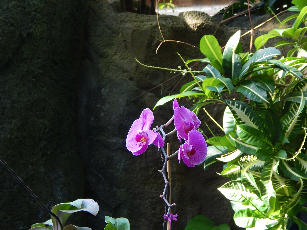 Orchidėjos, Gėlės, Violetinė Orchidėja, Sodas, Taika, Žiedlapis, Pavasaris, Gyvas, Botanikos, Gyvenimas