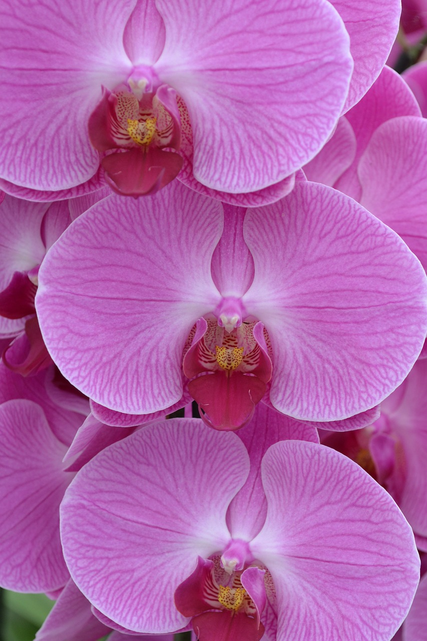 Orchidėjos, Gėlė, Rožinis, Augalas, Nemokamos Nuotraukos,  Nemokama Licenzija