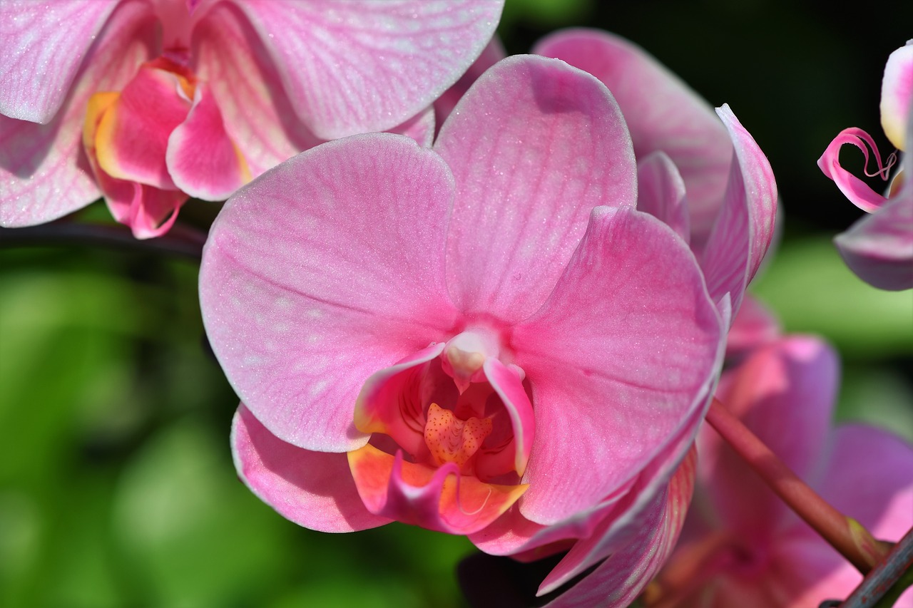 Orchidėjų,  Orchid Gėlės,  Žiedas,  Žydi,  Gėlė,  Žydi,  Augalų,  Pobūdį,  Egzotiškas, Nemokamos Nuotraukos