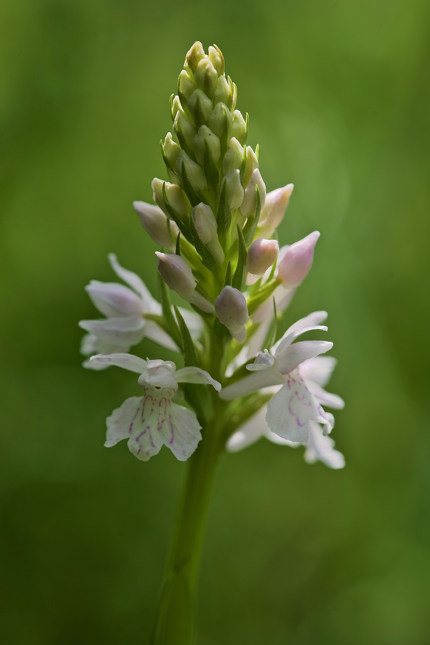 Orchidėjų,  Dėmėtoji Gegūnė,  Gėlė,  Žydėjimas, Nemokamos Nuotraukos,  Nemokama Licenzija