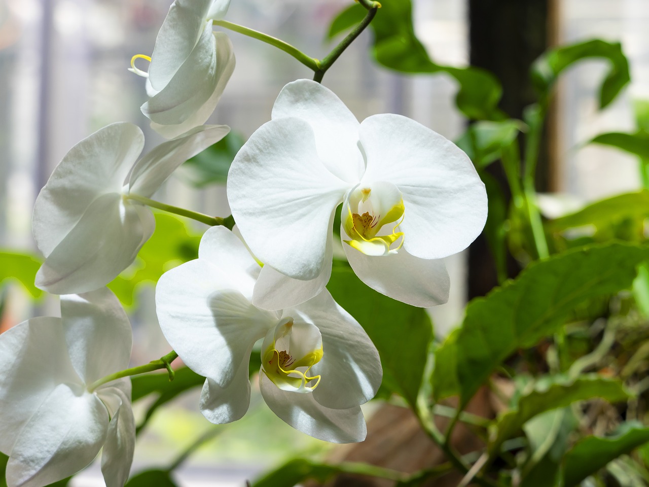 Orchidėjų,  Orchidėjų,  Gėlės,  Baltos Spalvos,  Tropical,  Augalai,  Pobūdį,  Sodas,  Orchidėjų,  Egzotiškas