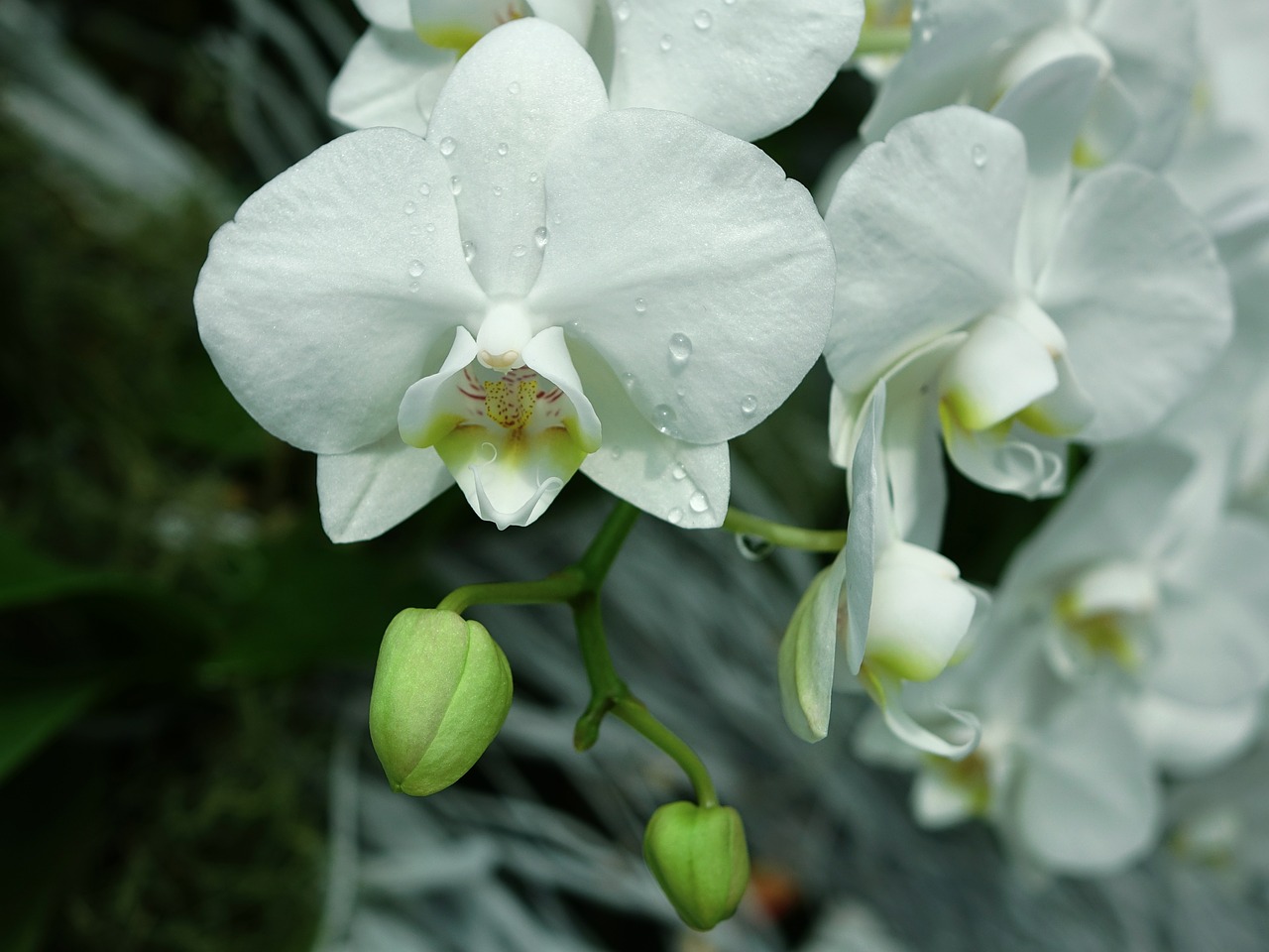 Orchidėjos, Gėlė, Gėlių, Žydėti, Filialas, Iš Arti, Žalias, Atogrąžų, Lapai, Balta