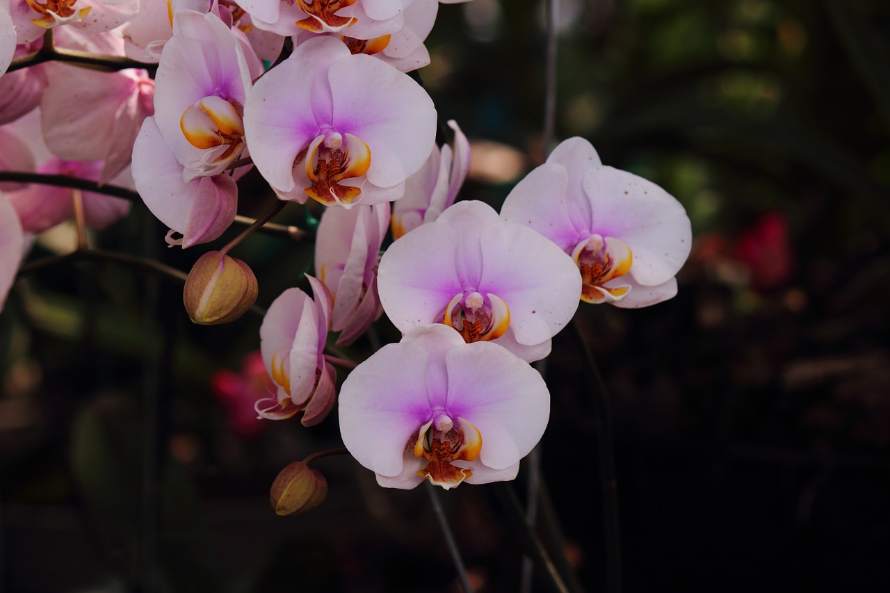 Orchidėjos, Gėlė, Graži, Rožinis, Nemokamos Nuotraukos,  Nemokama Licenzija