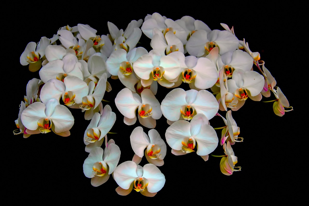 Orchidėjos, Gėlė, Gamta, Natūralus, Gėlių, Nemokamos Nuotraukos,  Nemokama Licenzija