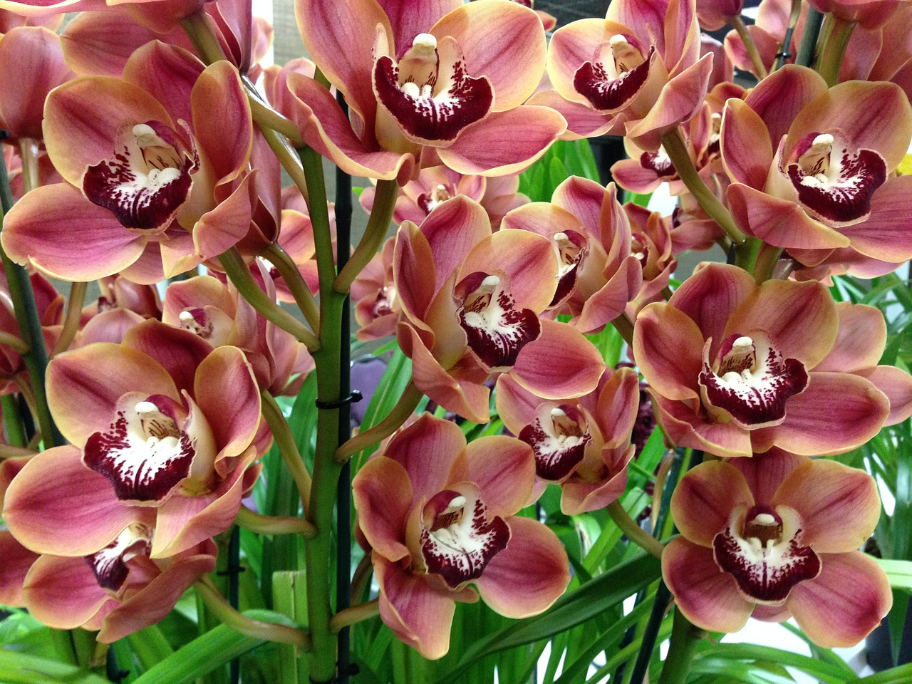 Orchidėjos, Gėlė, Žydėti, Orchidaceae, Nemokamos Nuotraukos,  Nemokama Licenzija