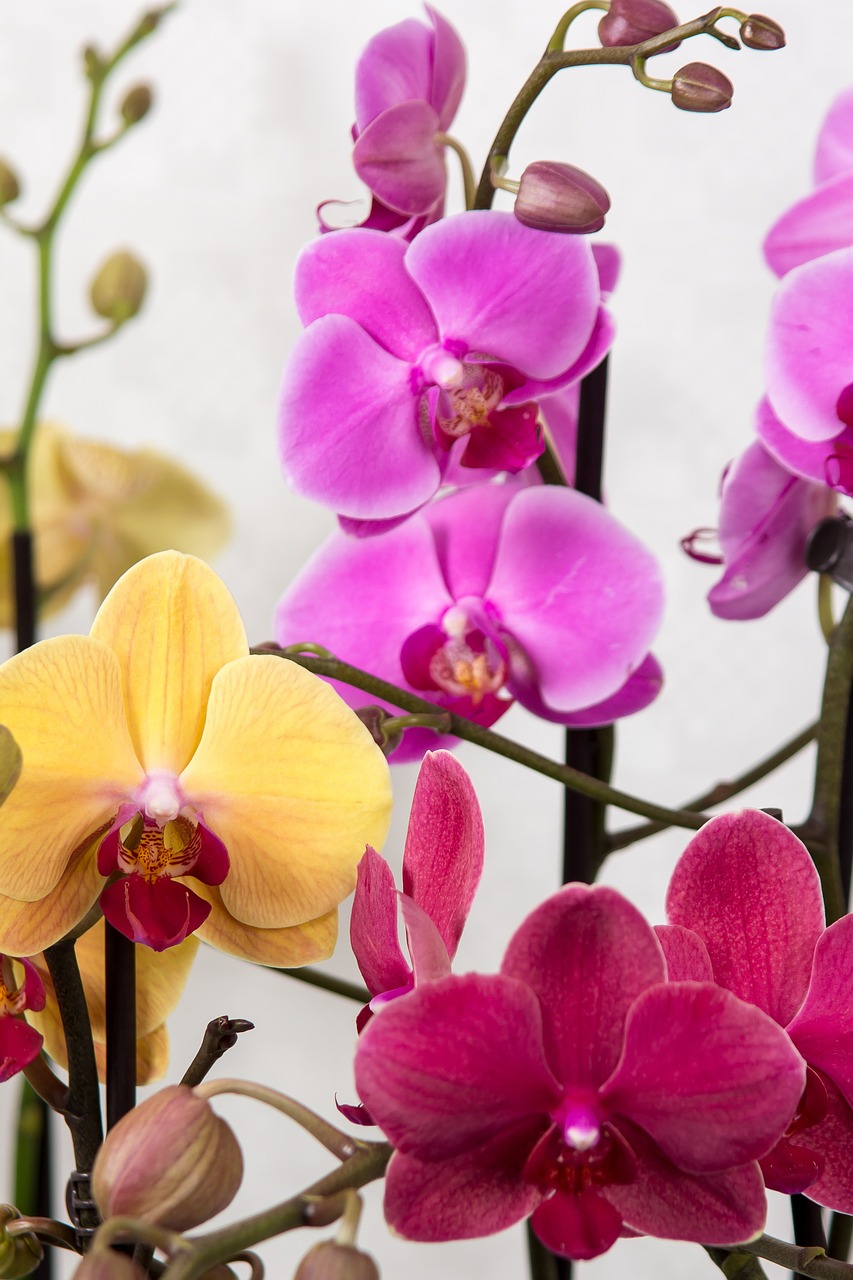 Orchidėjos, Phalaenopsis, Drugelis Orchidėja, Atogrąžų, Rožinis, Žiedas, Žydėti, Augalas, Balta, Žydėti