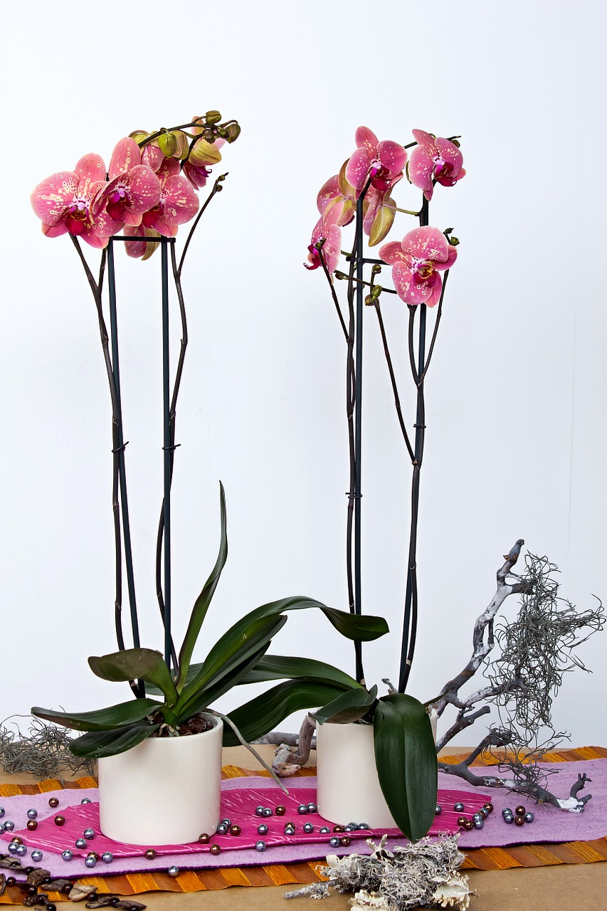 Orchidėjos, Phalaenopsis, Gėlė, Drugelis Orchidėja, Žiedas, Žydėti, Augalas, Žydėti, Karalienė Gėlių, Falanopiso Orchidėja