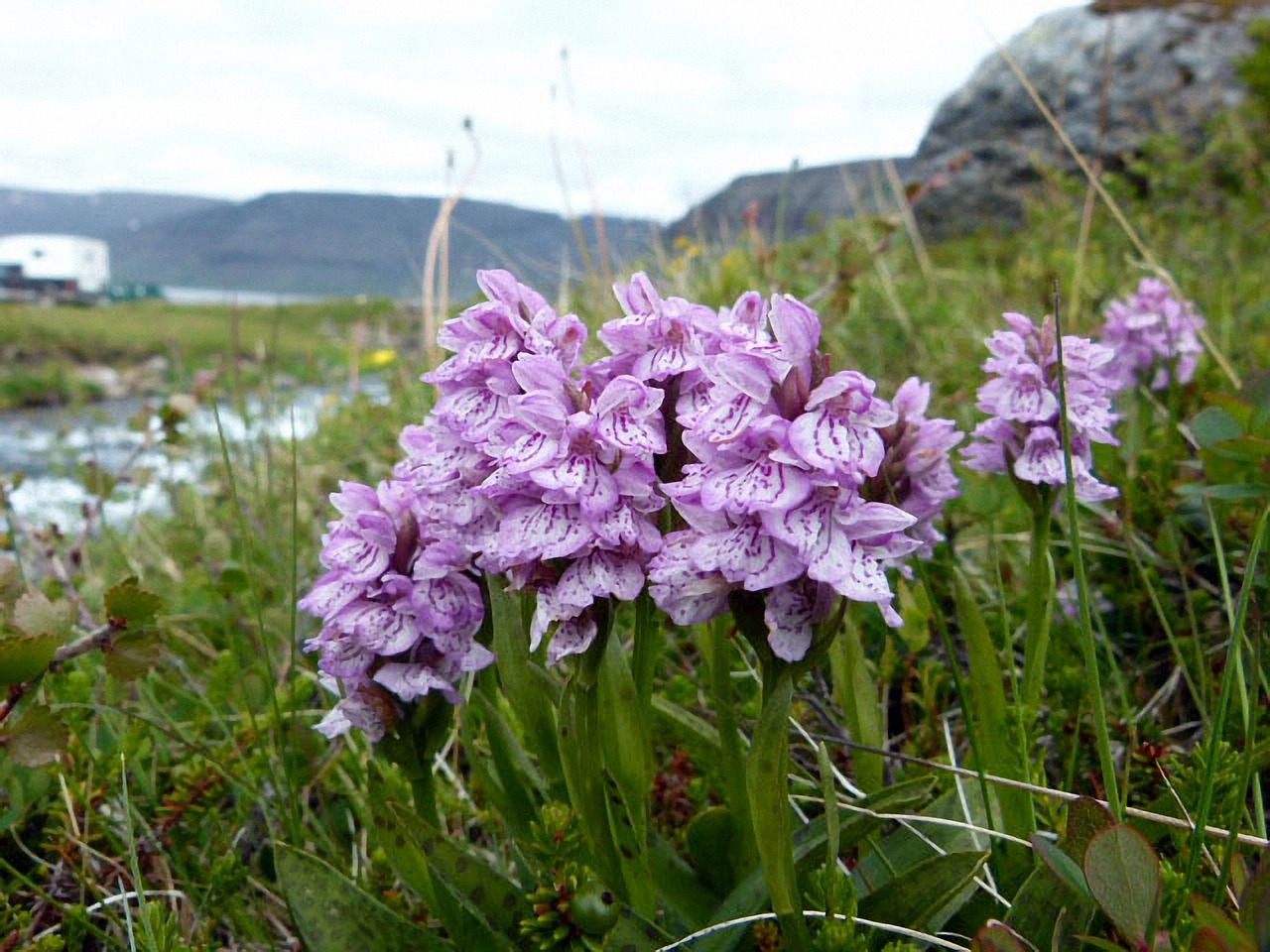 Orchidėjos, Augalas, Gėlė, Gamta, Kraštovaizdis, Iceland, Nemokamos Nuotraukos,  Nemokama Licenzija