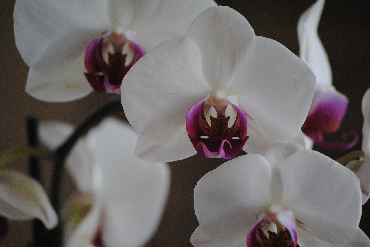 Orchidėjos, Balta, Gėlė, Gamta, Atogrąžų, Žiedlapis, Augalas, Žydėti, Flora, Rožinis