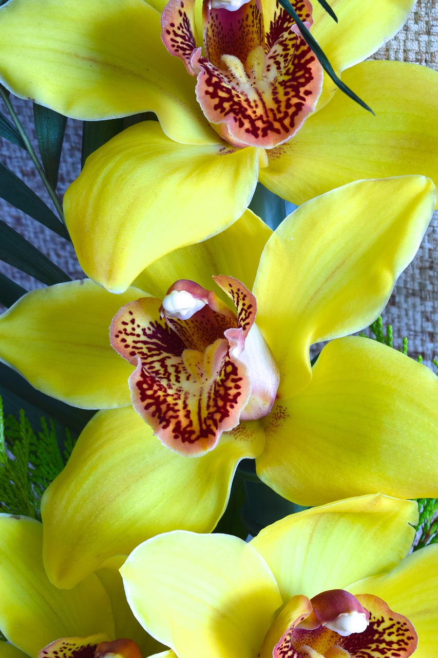 Orchidėjos,  Gėlė,  Gėlės,  Geltona, Nemokamos Nuotraukos,  Nemokama Licenzija