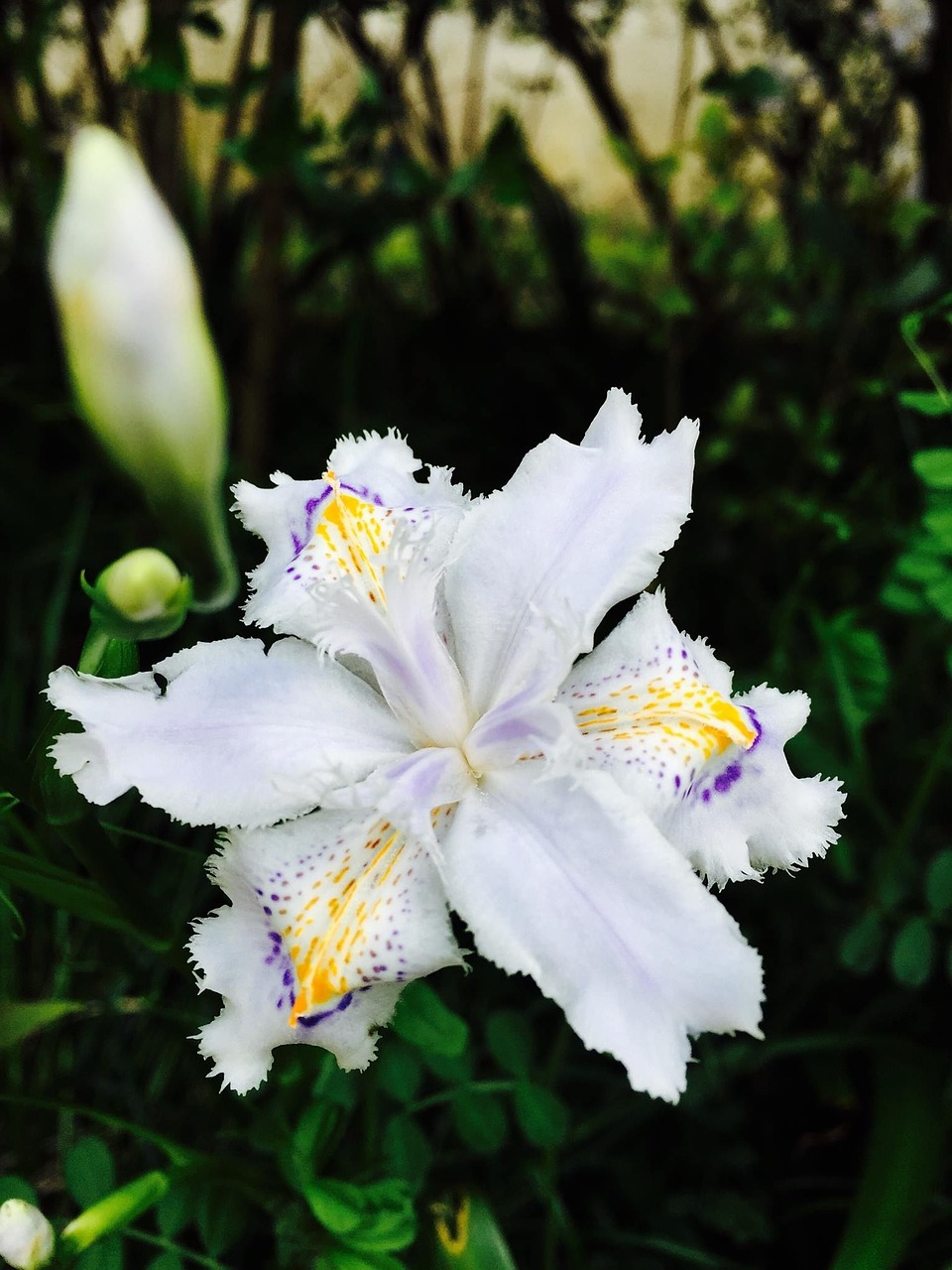 Orchidėjos,  Gėlė,  Gamta,  Balta, Nemokamos Nuotraukos,  Nemokama Licenzija